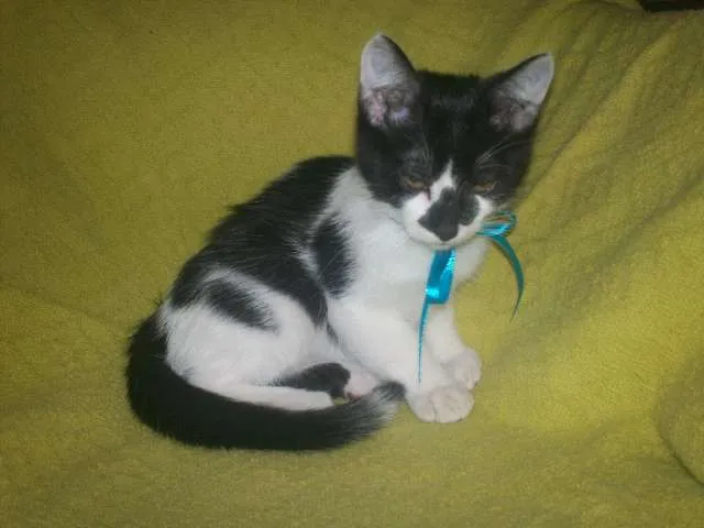 Gato ra a SRD idade 2 a 6 meses nome Frajola