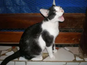 Gato raça SRD idade 1 ano nome Inês