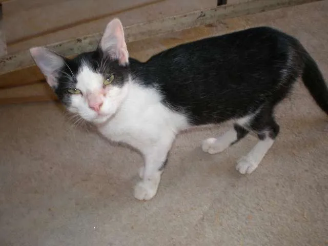 Gato raça SRD idade 1 ano nome Inês