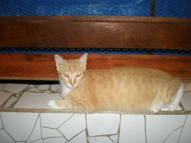 Gato raça SRD idade 1 ano nome Rafael