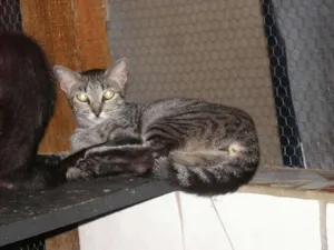 Gato raça SRD idade 1 ano nome Teka