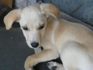 Cachorro raça SRD idade 2 a 6 meses nome Sem nome