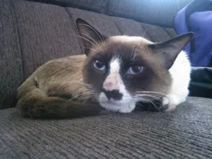 Gato raça Siamês idade 1 ano nome Pingo