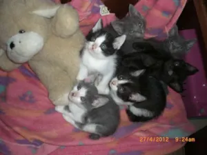 Gato raça SRD idade 7 a 11 meses nome Epifânia e Morgana