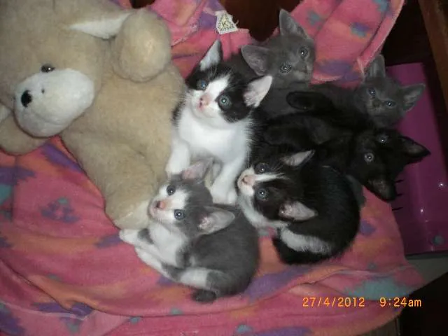 Gato ra a SRD idade 7 a 11 meses nome Epifânia e Morgana