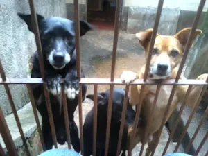 Cachorro raça SRD idade  nome VÁRIOS I