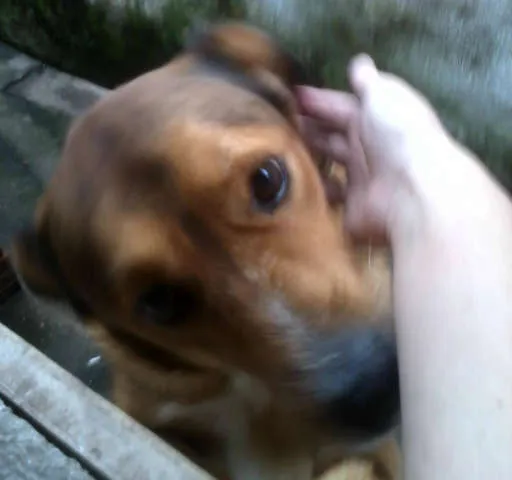Cachorro ra a SRD idade  nome VÁRIOS II