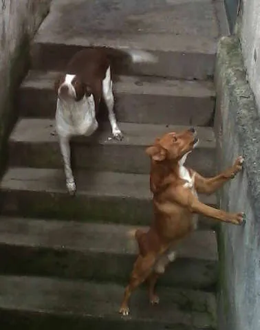 Cachorro ra a SRD idade  nome VÁRIOS II