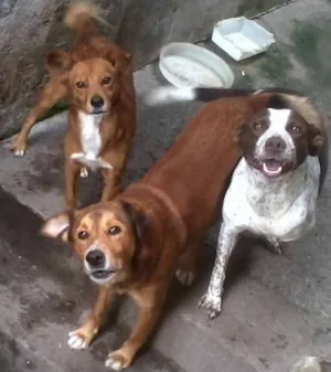 Cachorro raça SRD idade  nome VÁRIOS II