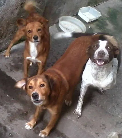 Cachorro ra a SRD idade  nome VÁRIOS II