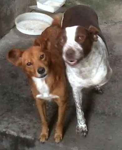 Cachorro ra a SRD idade  nome VÁRIOS II