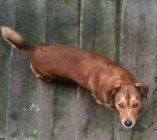 Cachorro ra a SRD idade  nome VÁRIOS II