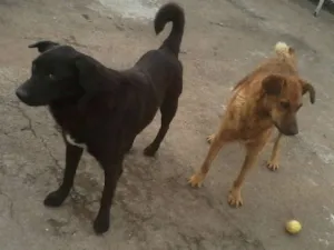 Cachorro raça SRD idade  nome Sandy e Junior