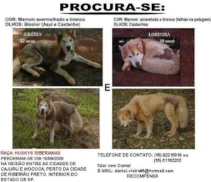 Cachorro raça Lobinha e Sibéria idade 6 ou mais anos nome R$ 2 mil GRATIFICA