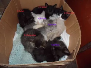 Gato raça SRD idade Abaixo de 2 meses nome Fofuras