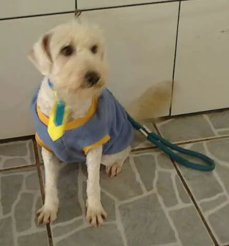 Cachorro ra a poodle idade 2 anos nome Lucca