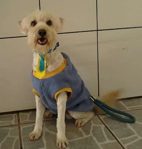 Cachorro ra a poodle idade 2 anos nome Lucca