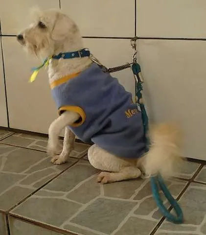 Cachorro ra a poodle idade 2 anos nome Lucca