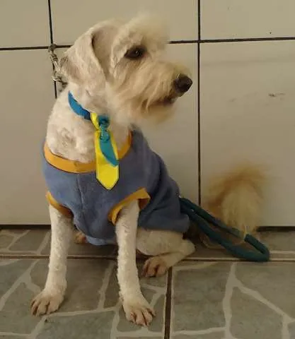 Cachorro ra a poodle idade 2 anos nome Lucca