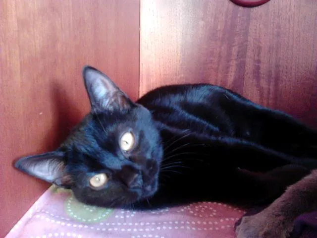 Gato ra a SRD idade 7 a 11 meses nome Epifânia e Morgana