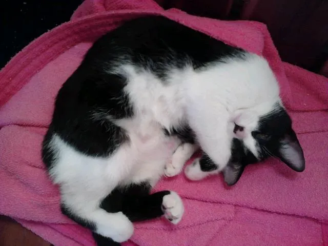 Gato ra a SRD idade 7 a 11 meses nome Epifânia e Morgana