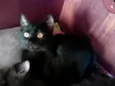 Epifânia e Morgana