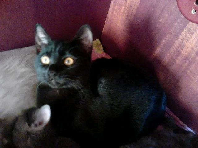 Gato ra a SRD idade 7 a 11 meses nome Epifânia e Morgana