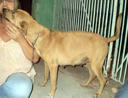 Cachorro raça SRD idade 2 a 6 meses nome MEL