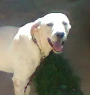 Cachorro ra a Labrador idade 7 a 11 meses nome Bart