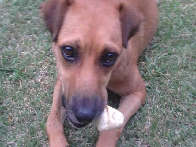 Cachorro ra a SRD idade 1 ano nome Olga