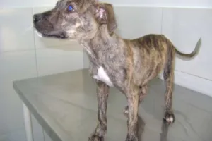 Cachorro raça srd idade 2 a 6 meses nome Tigresa