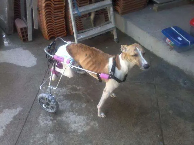 Cachorro ra a whippet idade 2 anos nome Lili