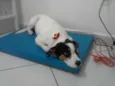 Branquinha