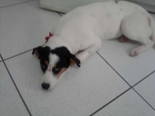 Cachorro ra a SRD idade 2 anos nome Branquinha