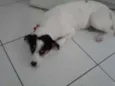 Branquinha