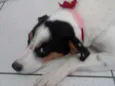 Branquinha