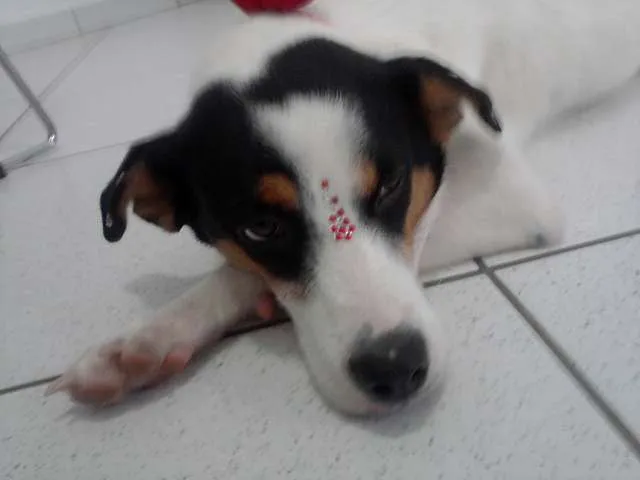 Cachorro ra a SRD idade 2 anos nome Branquinha
