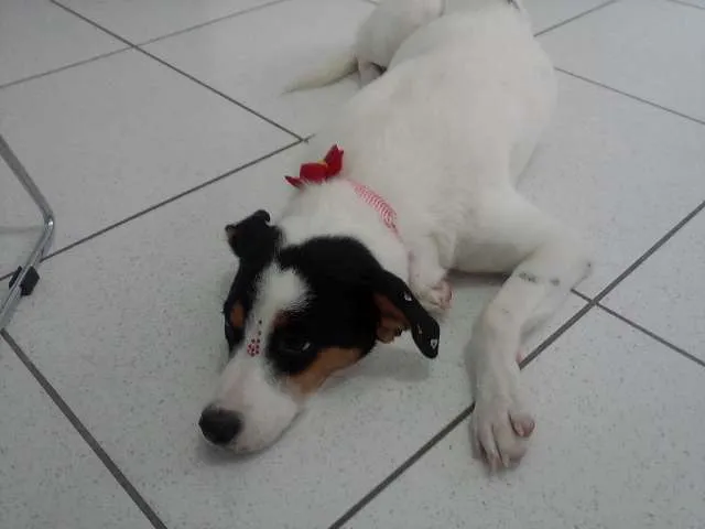 Cachorro ra a SRD idade 2 anos nome Branquinha
