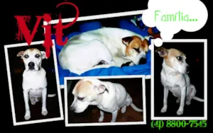 Cachorro raça SRD idade 2 anos nome Vit