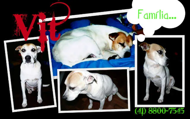 Cachorro ra a SRD idade 2 anos nome Vit