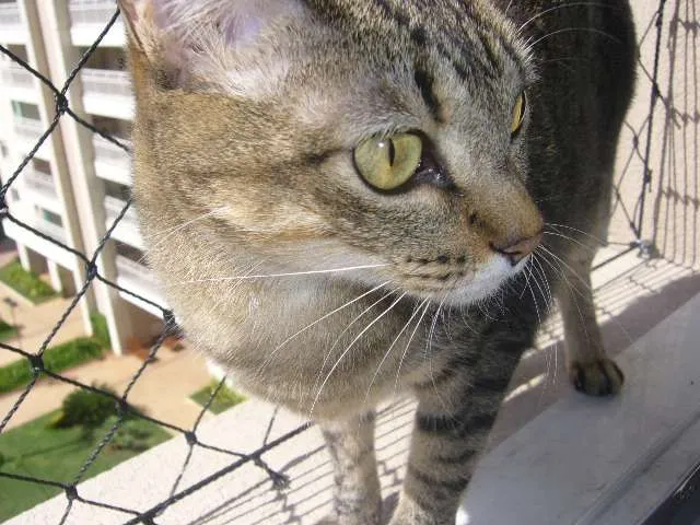 Cachorro ra a srd idade 1 ano nome tigresa