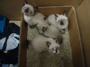 Gato raça SRD idade Abaixo de 2 meses nome Sem nome