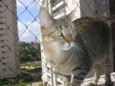 tigresa