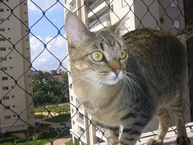 Cachorro ra a srd idade 1 ano nome tigresa