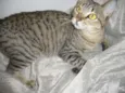 tigresa