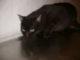 Cacau