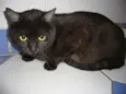 Cacau