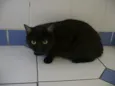 Cacau