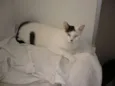Lola