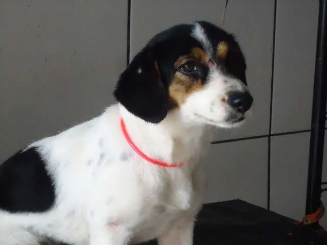 Cachorro ra a srd idade 1 ano nome Encontrada